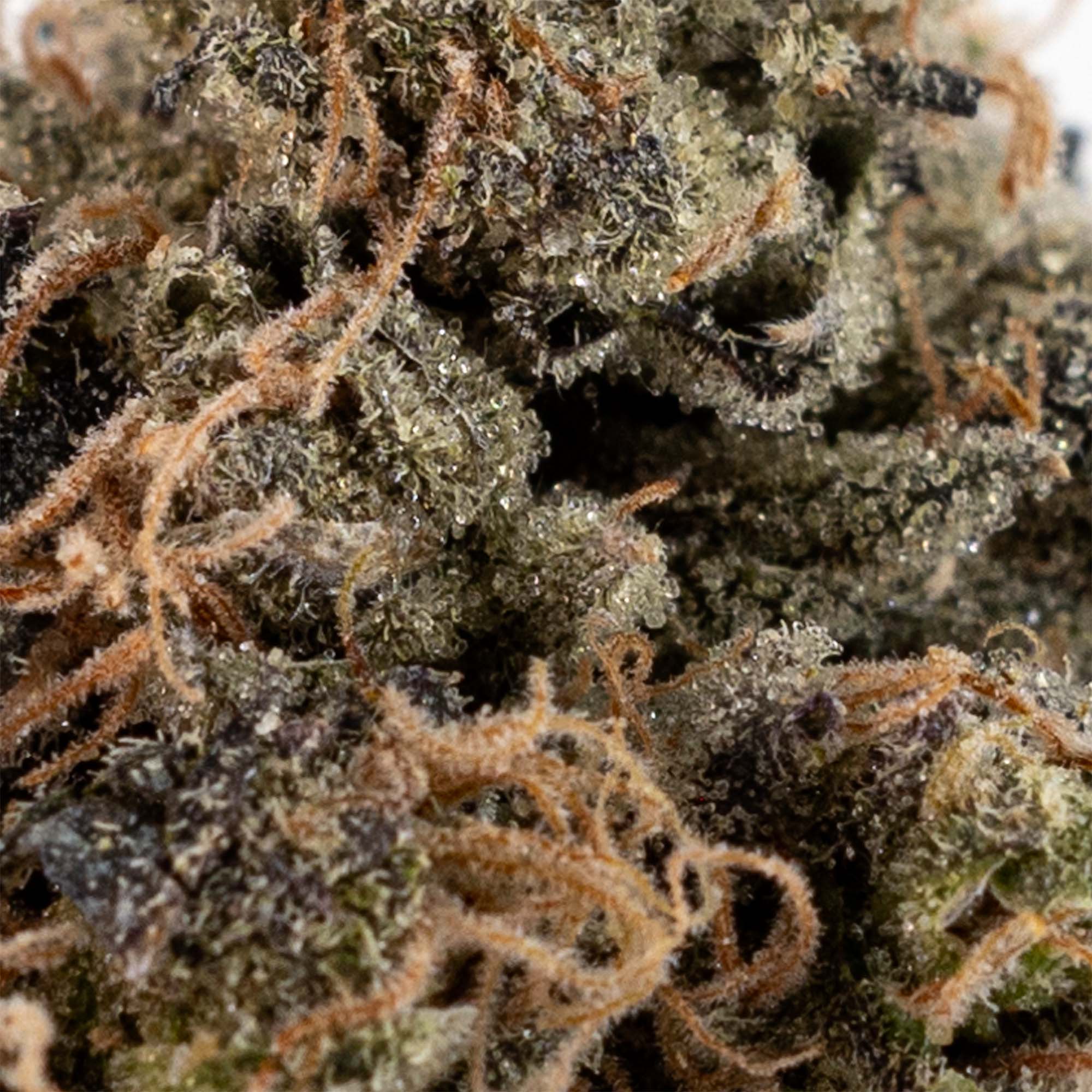 Skookum Headbanger- AAAA Craft Cannabis Grown In BC - Skookum Cannabis